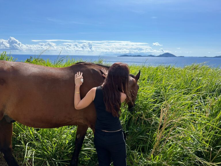 Guadeloupe; Equithérapie; Formation en Equitherapie; Mediation Equine;Mathilde Lhoste équithérapie ; equine en guadeloupe; équithérapie en guadeloupe; Formation en Equithérapie ;